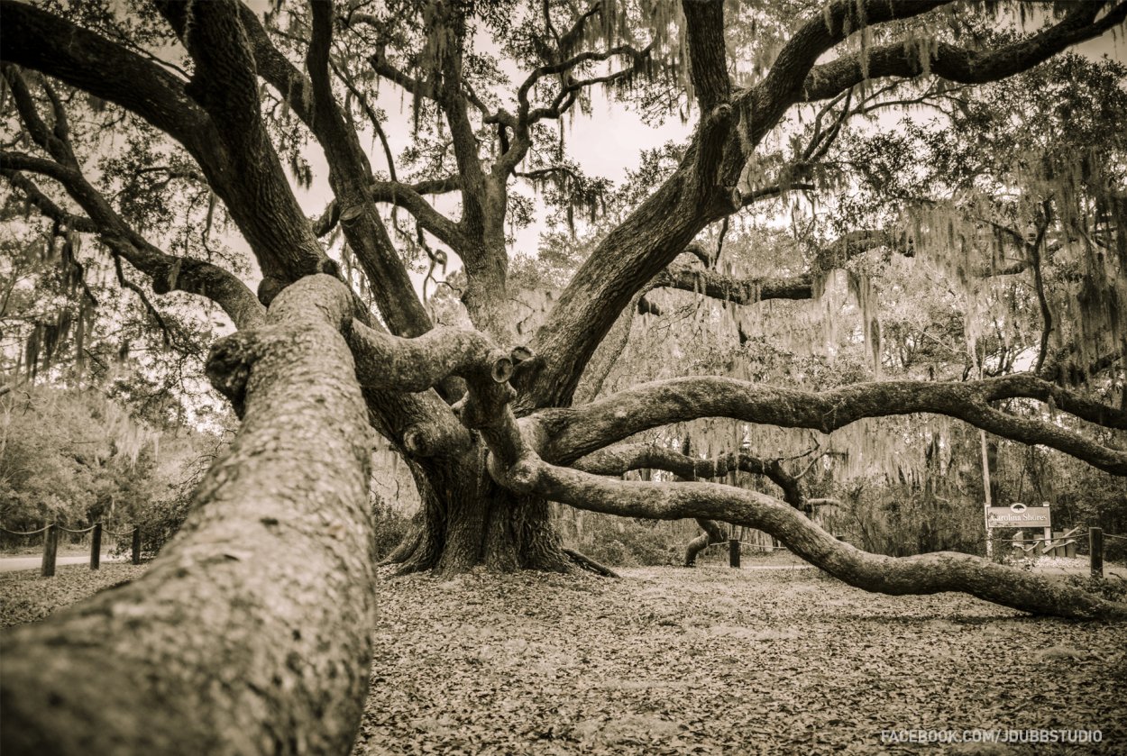 Люб против дуб