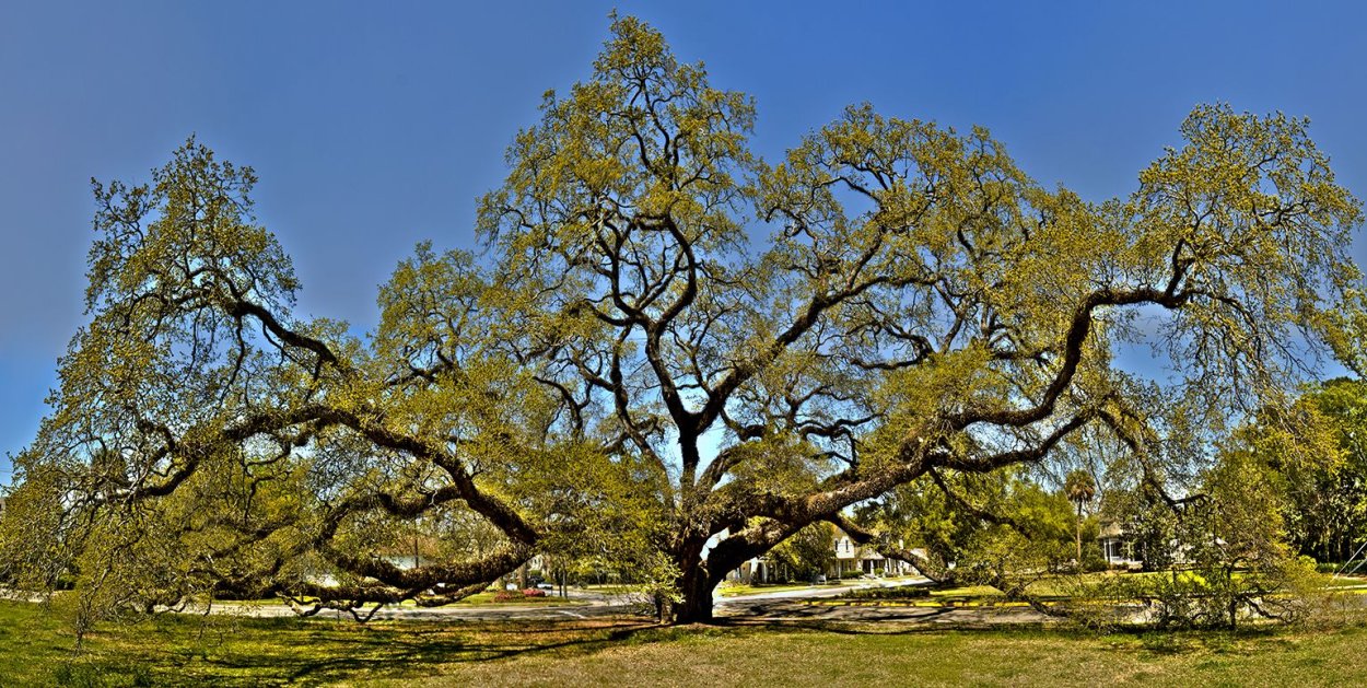 Quercus virginiana