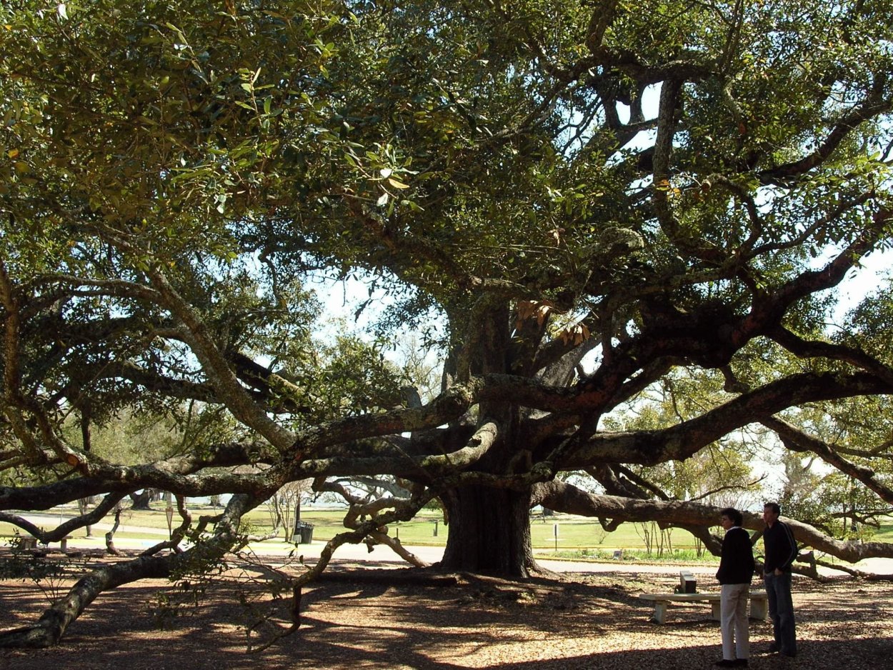 Дуб ангела Чарльстон США
