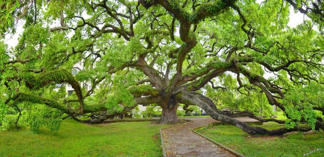 Дуб в Джексонвилле