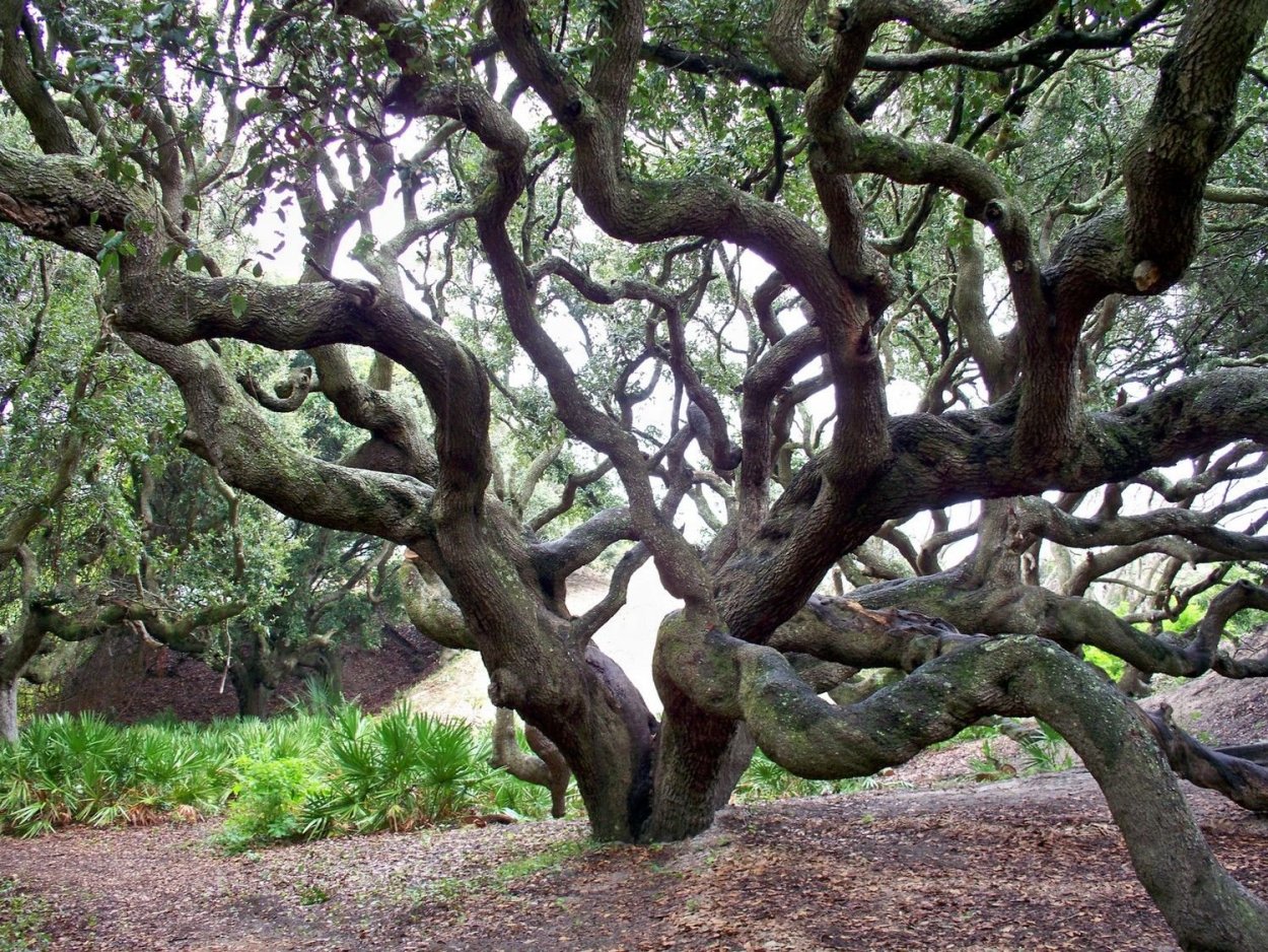 Виргинский дуб в России