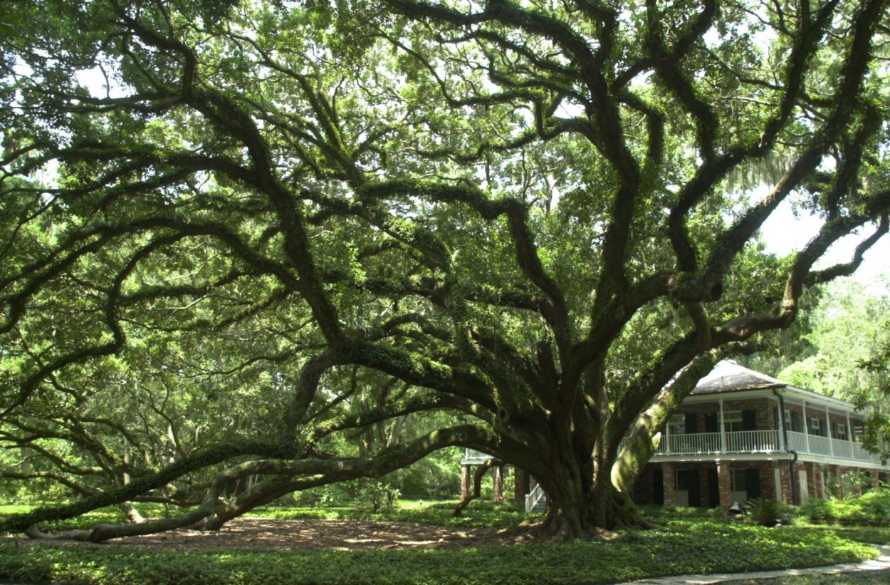 Виргинский дуб США