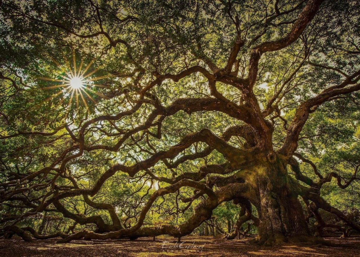 Деревья в штате Алабама