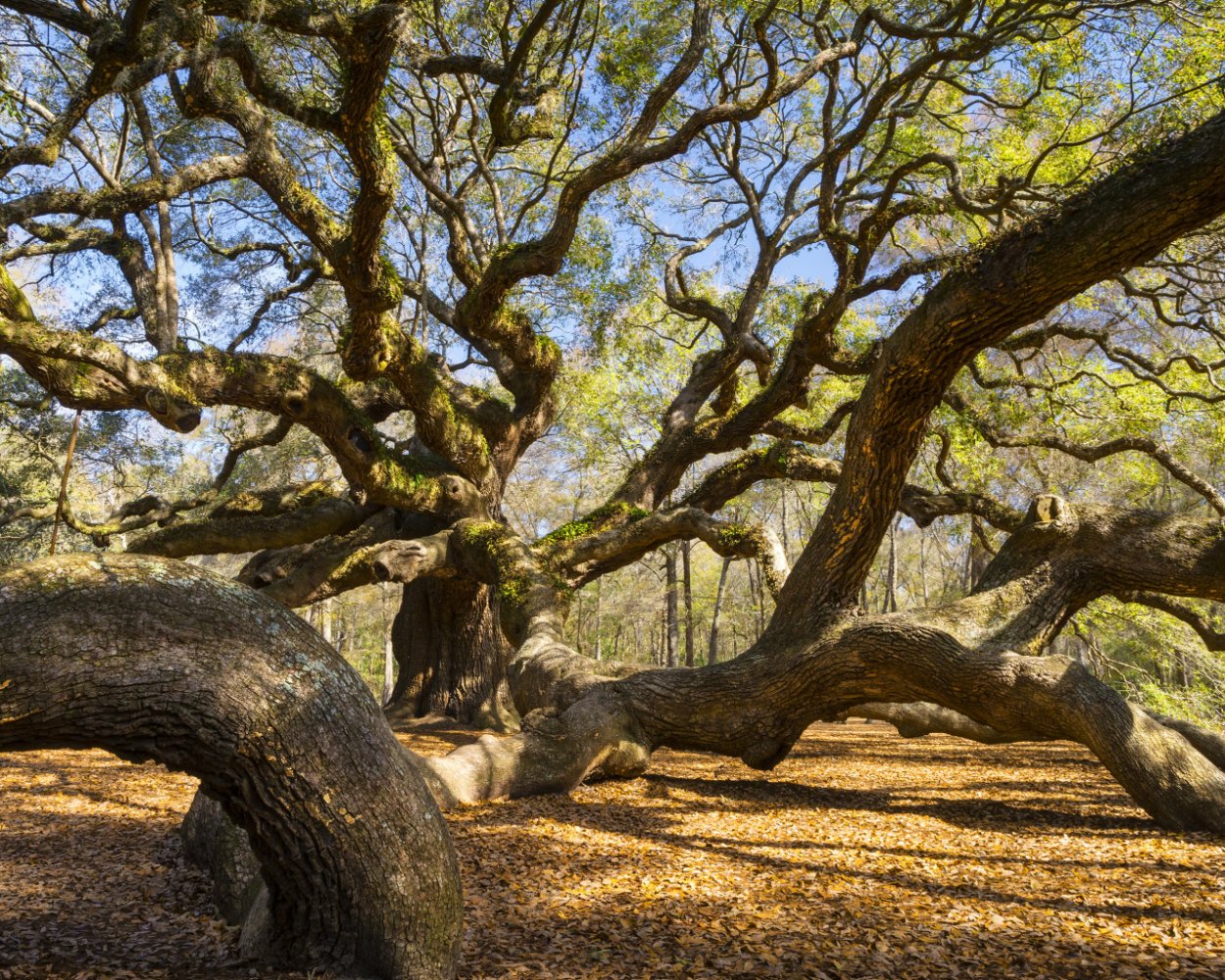 Хионантус виргинский