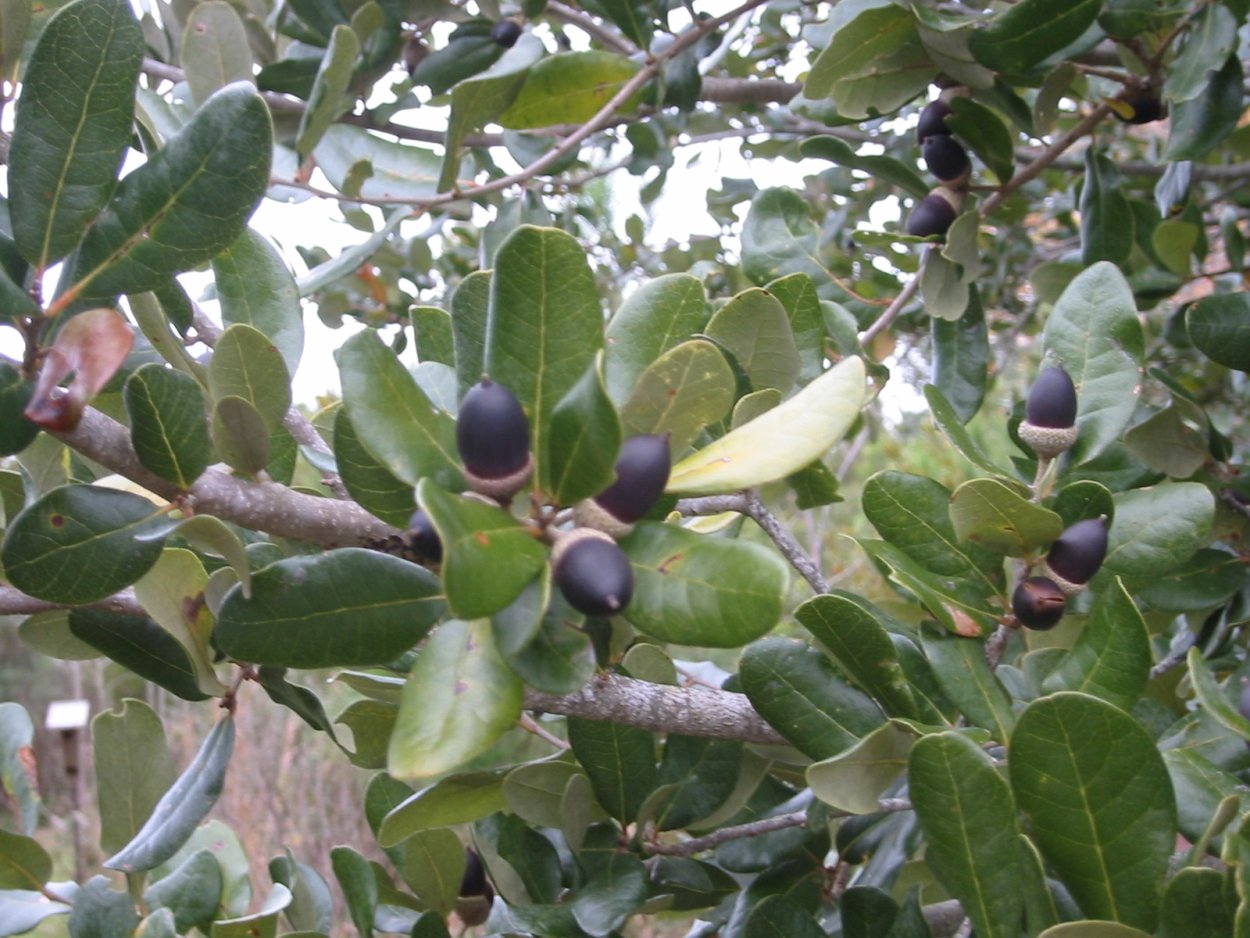 Тропические леса Южной Каролины