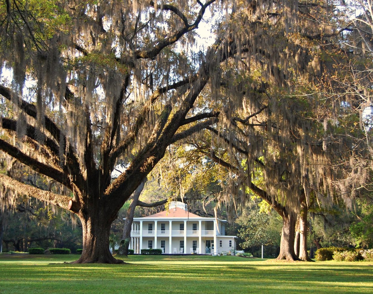 Мокку из Дубового дерева