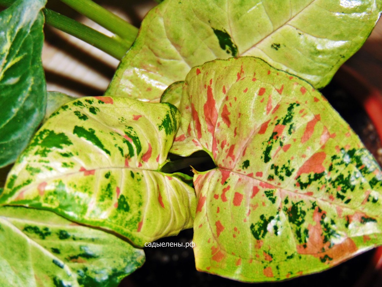 Сингониум Confetti Tricolor