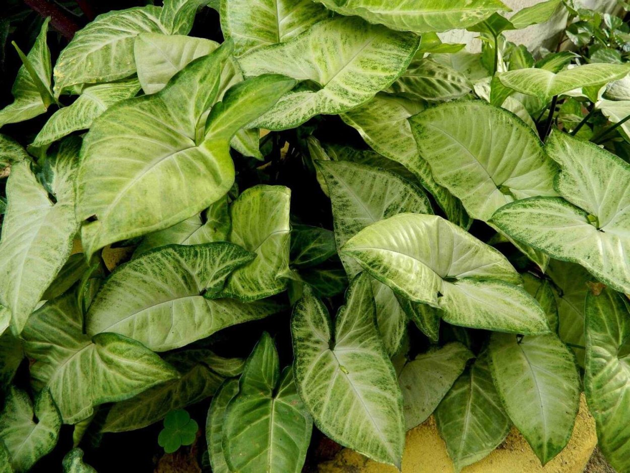 Сингониум Арроу