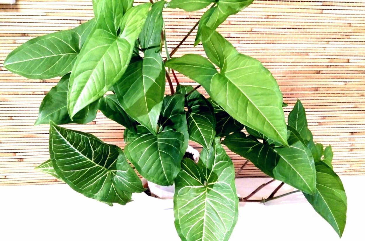 Сингониум Подофиллум