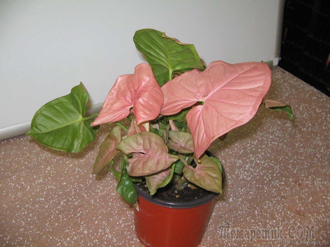 Сингониум цветение