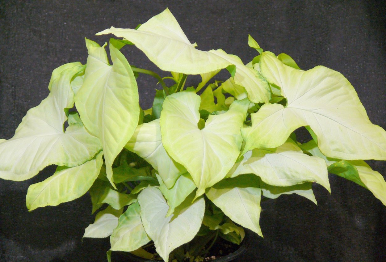 Сингониум трехцветный