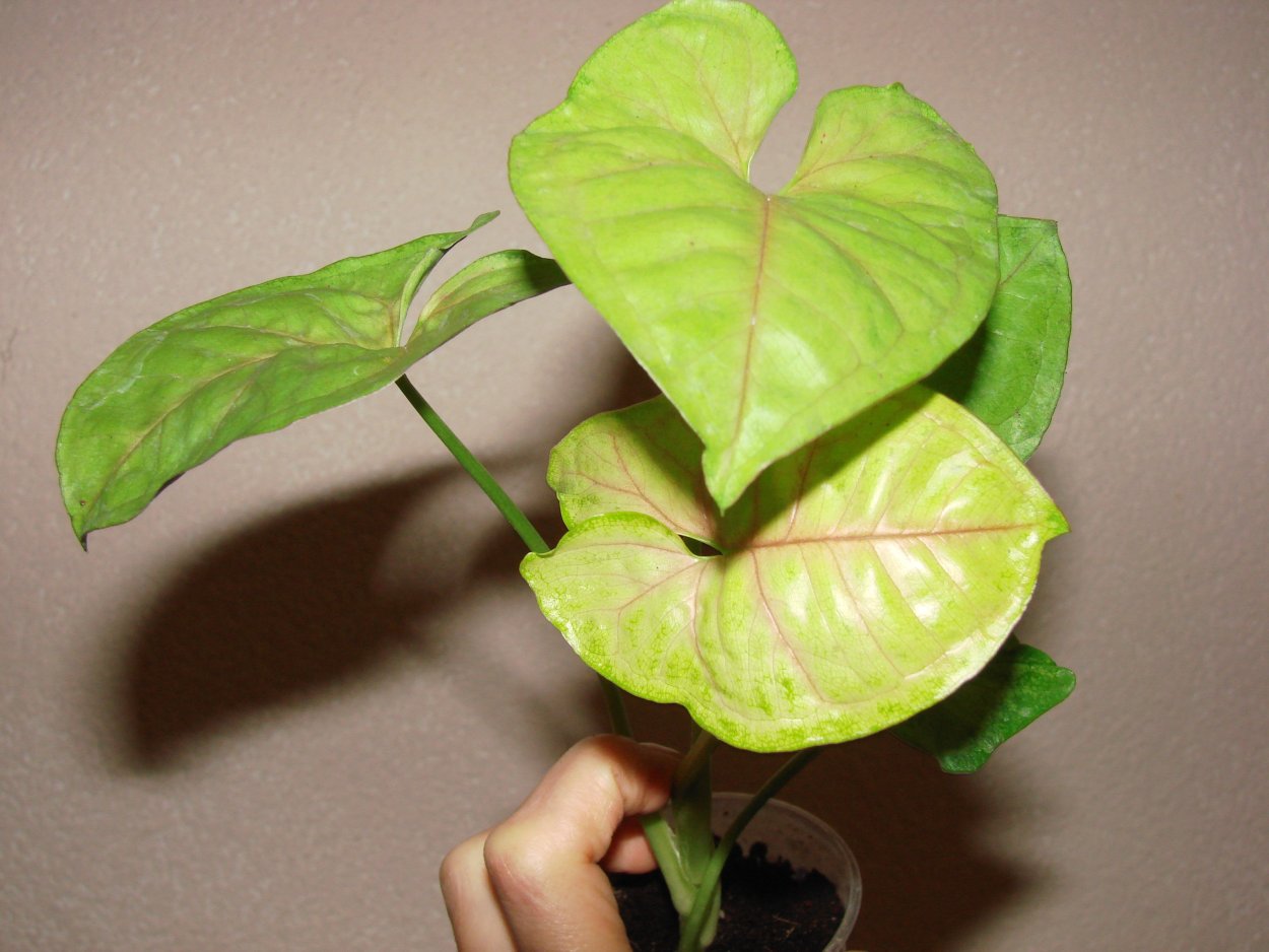 Сингониум бархатный