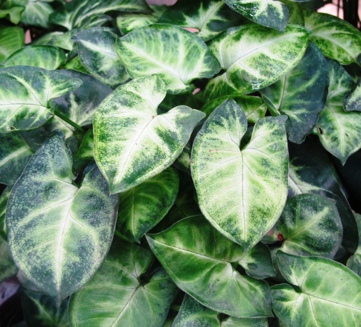 Сингониум Подофиллум