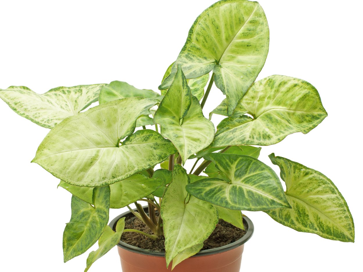 Сингониум Арроу