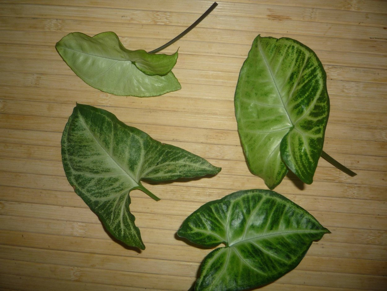 Алоказия сингониум