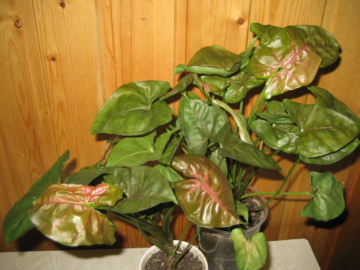 Сингониум ушковидный