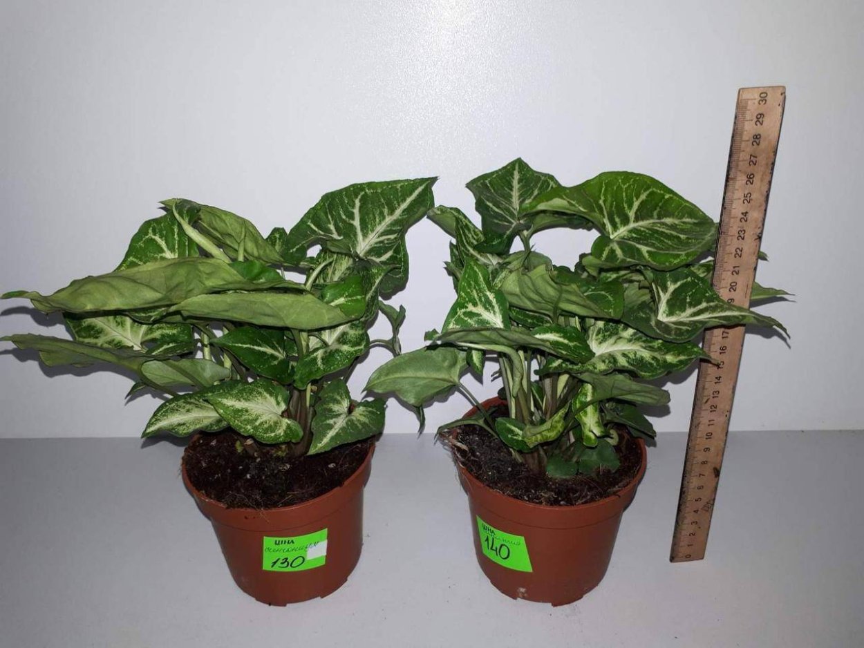 Сингониум ушковидный