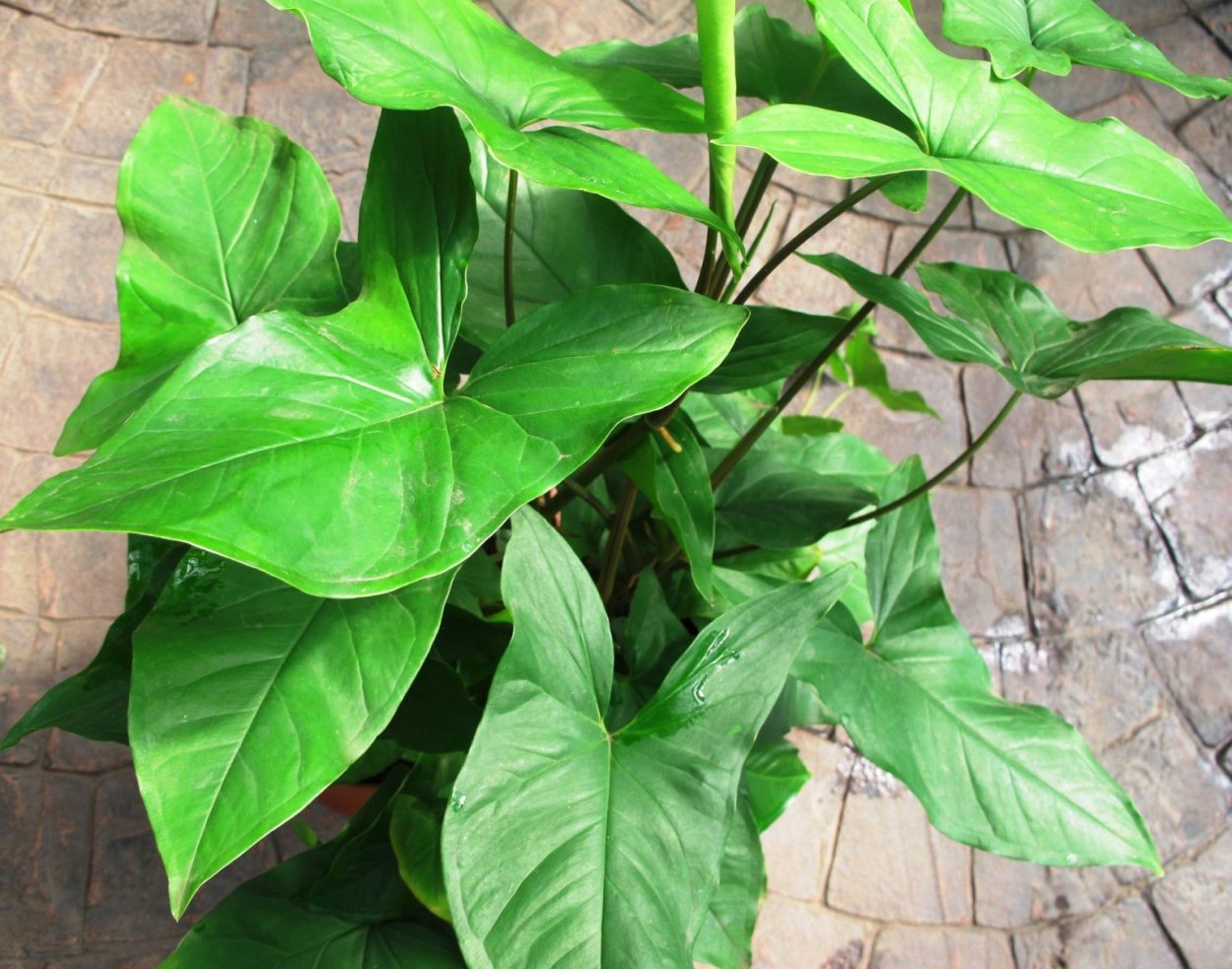 Сингониум Подофиллум