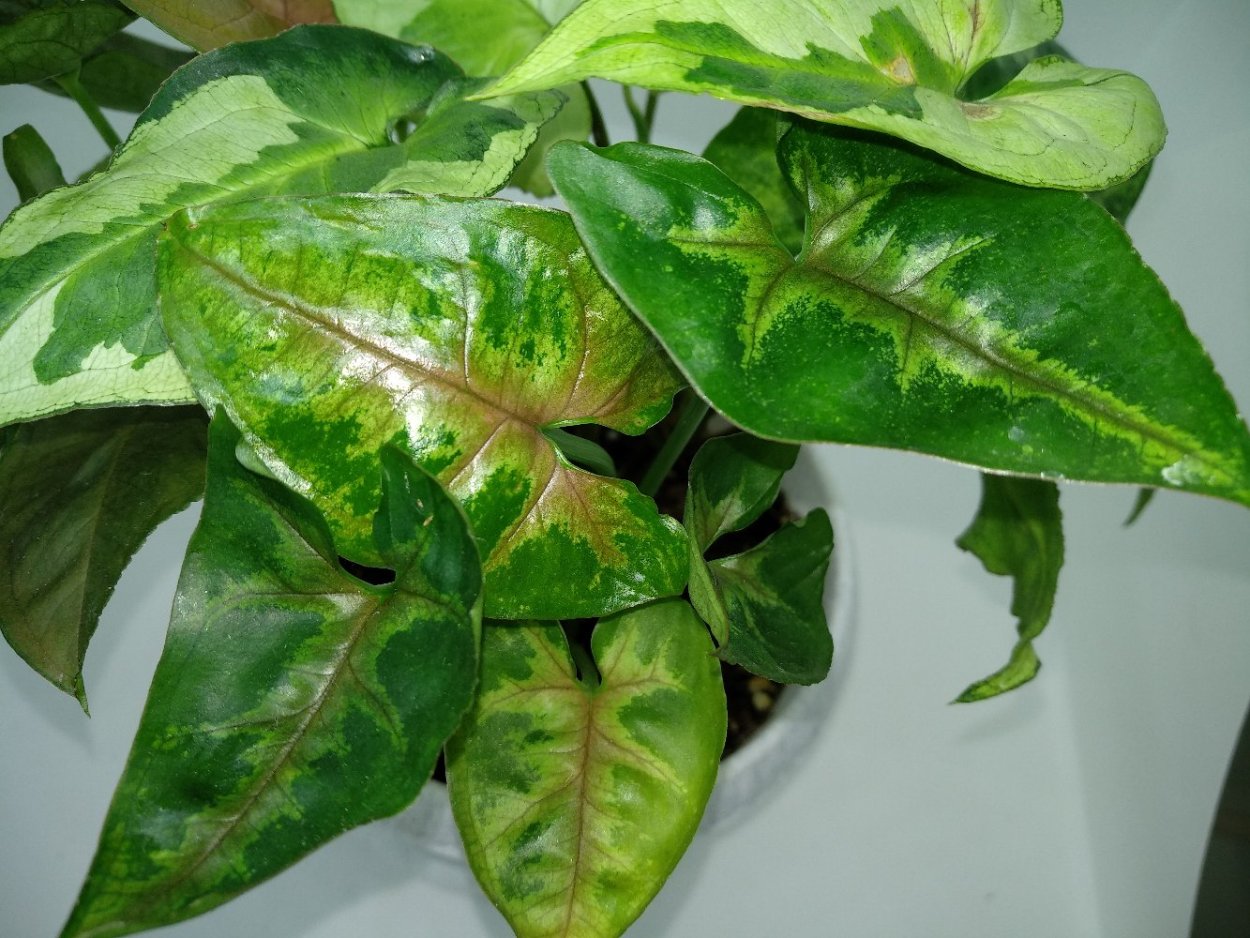 Сингониум Кристмас клон