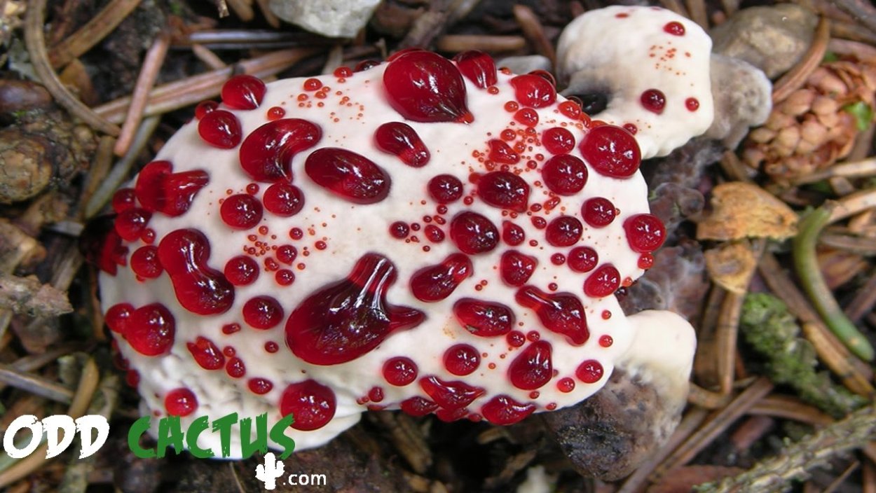 Гиднеллум ПЕКА (Кровавый зуб)