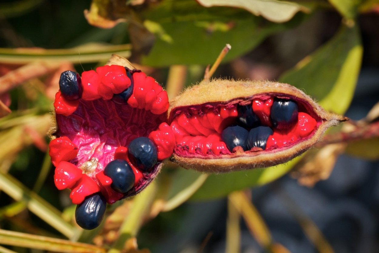 Гриб решеточник красный