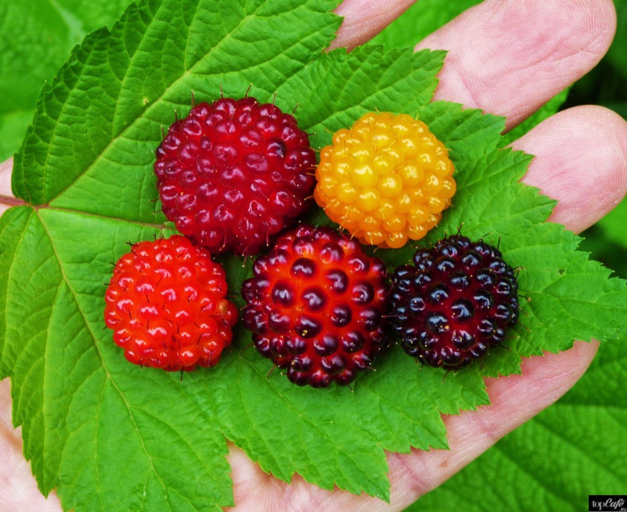 Ягодный букет