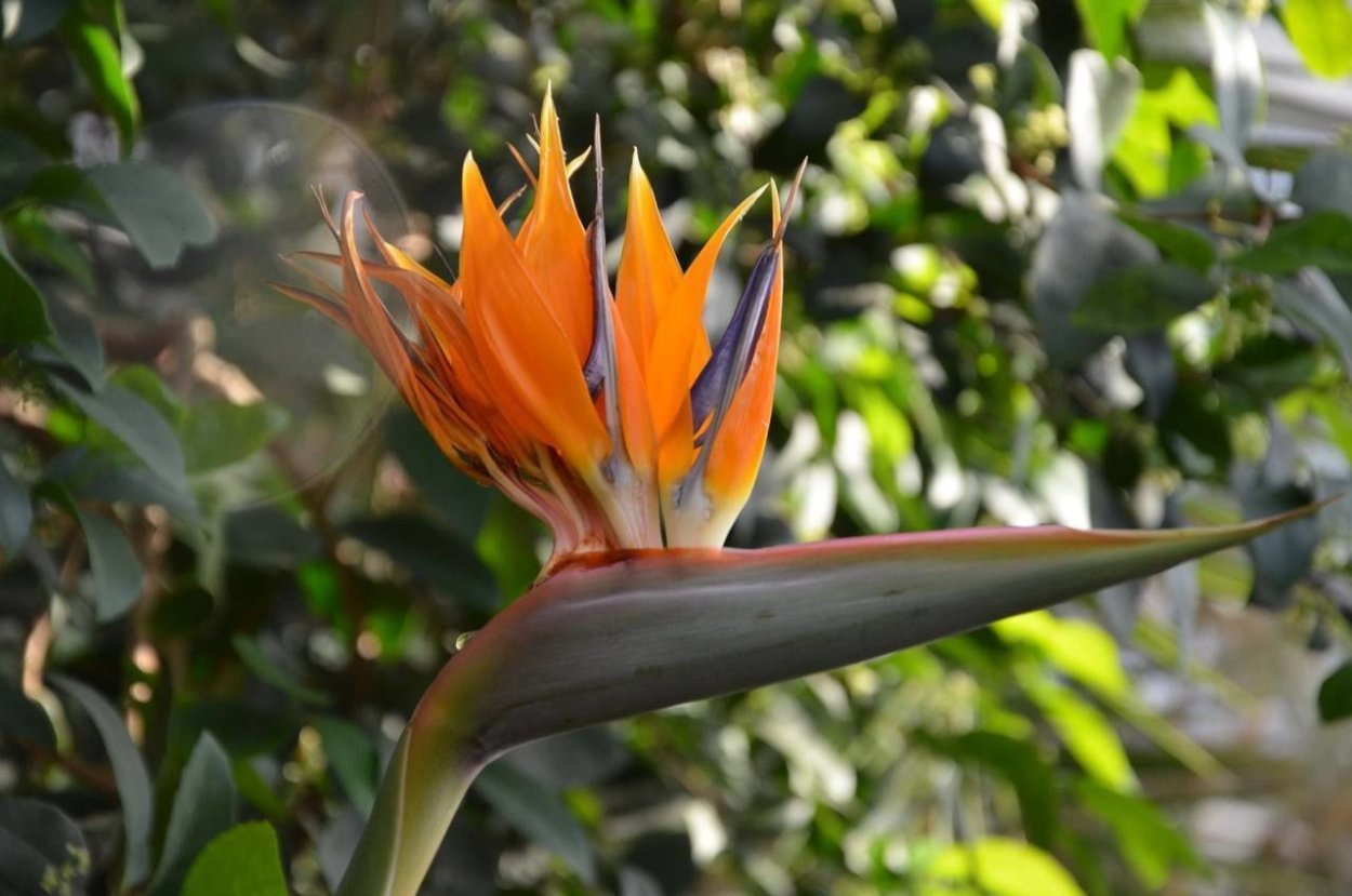 Dicorynia guianensis