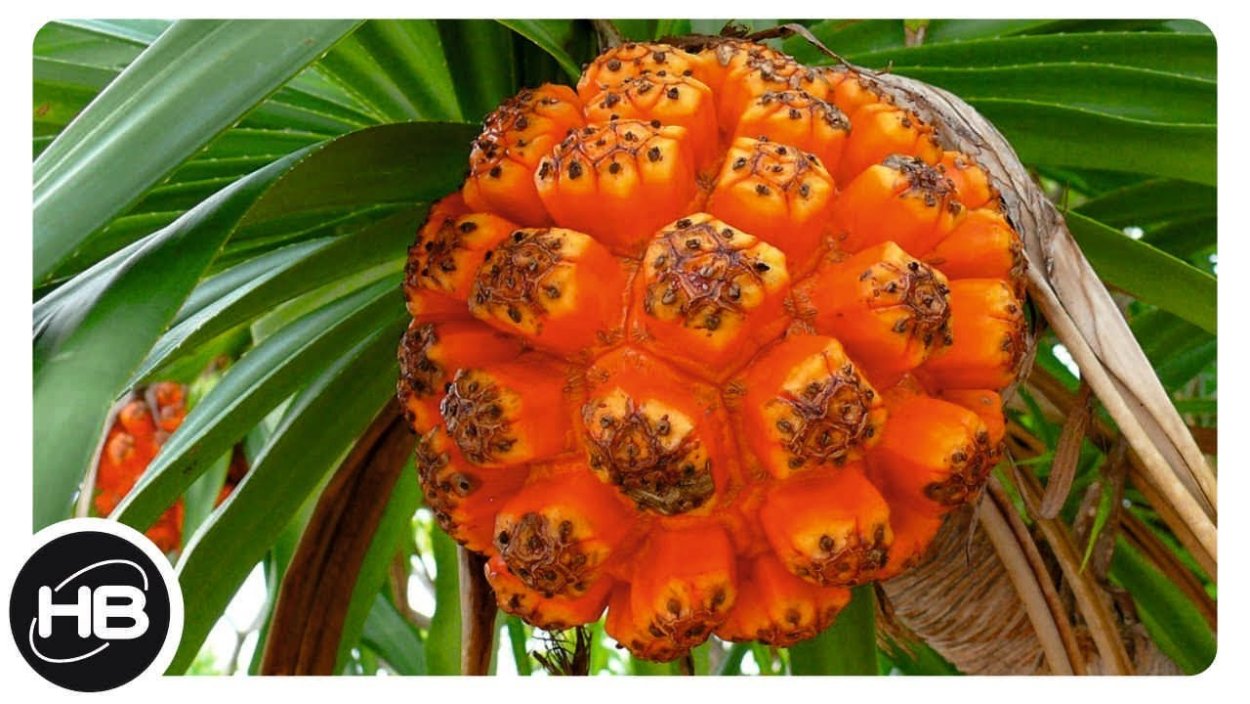 Пандан плод