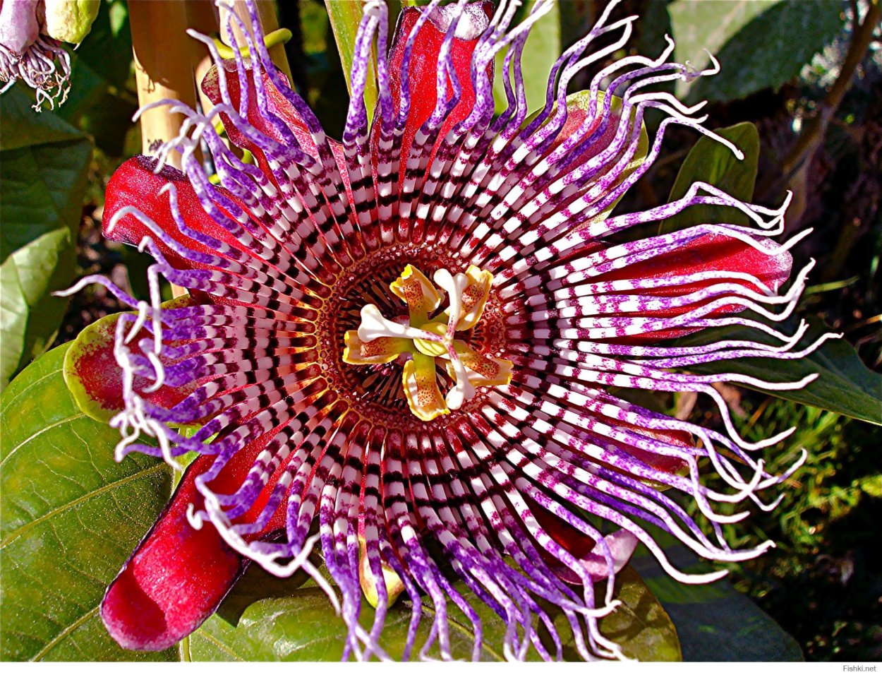 Пассифлора кавалерская звезда