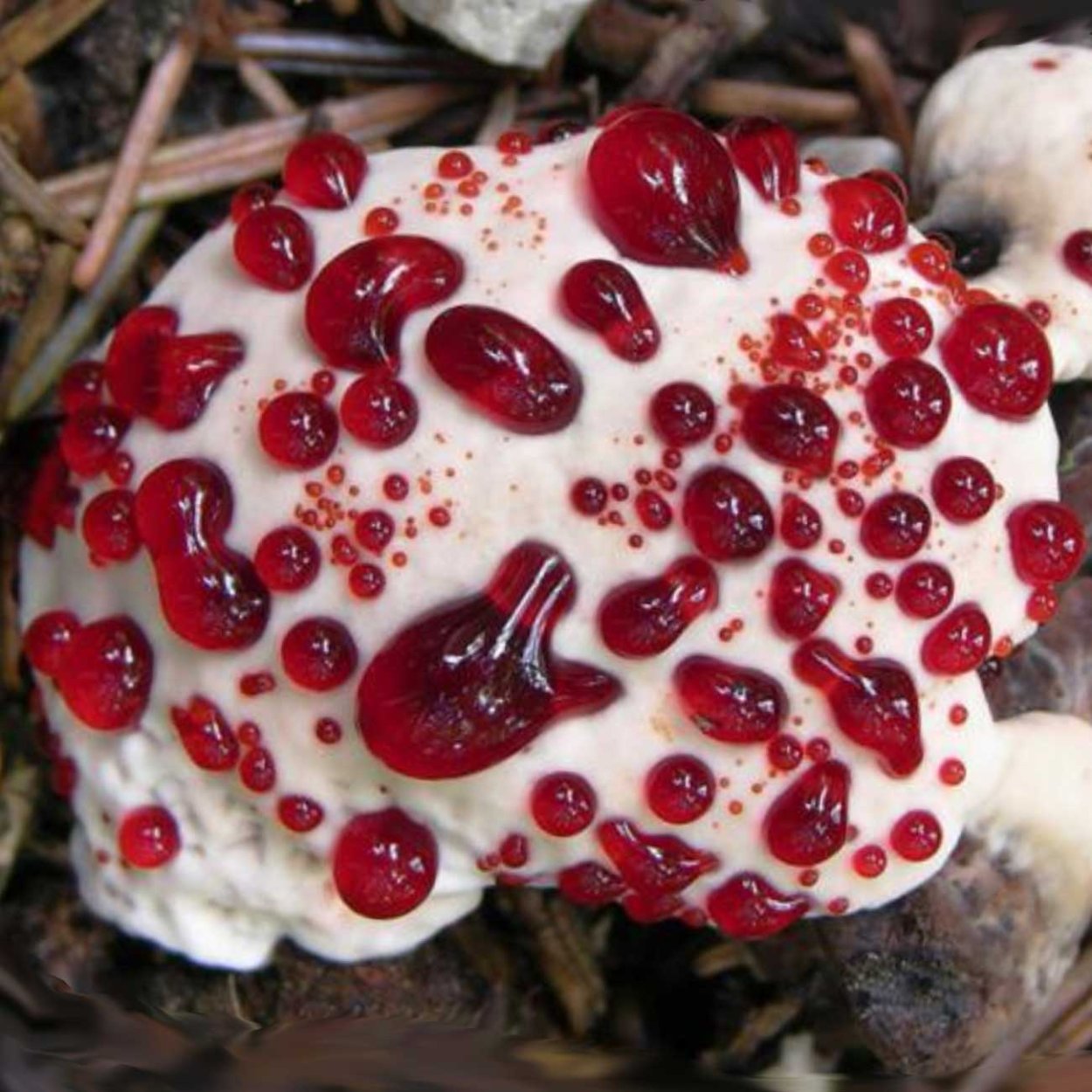 Сиберика трава съедобная