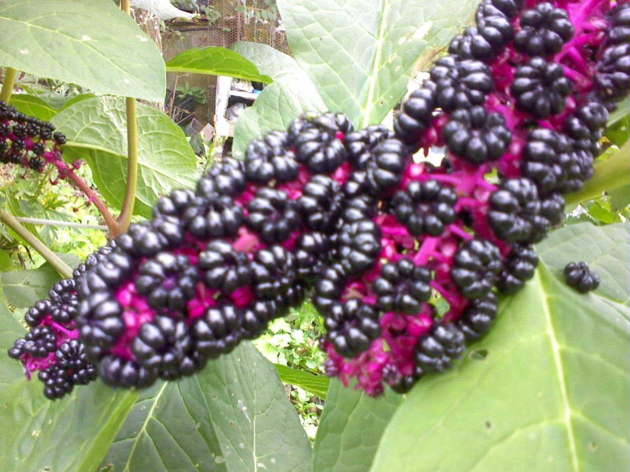 Японские съедобные травы