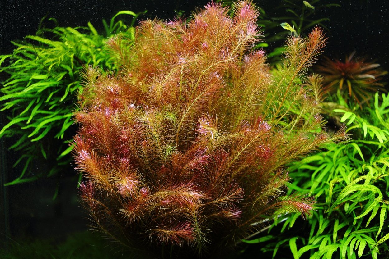 Alternanthera reineckii rosaefolia