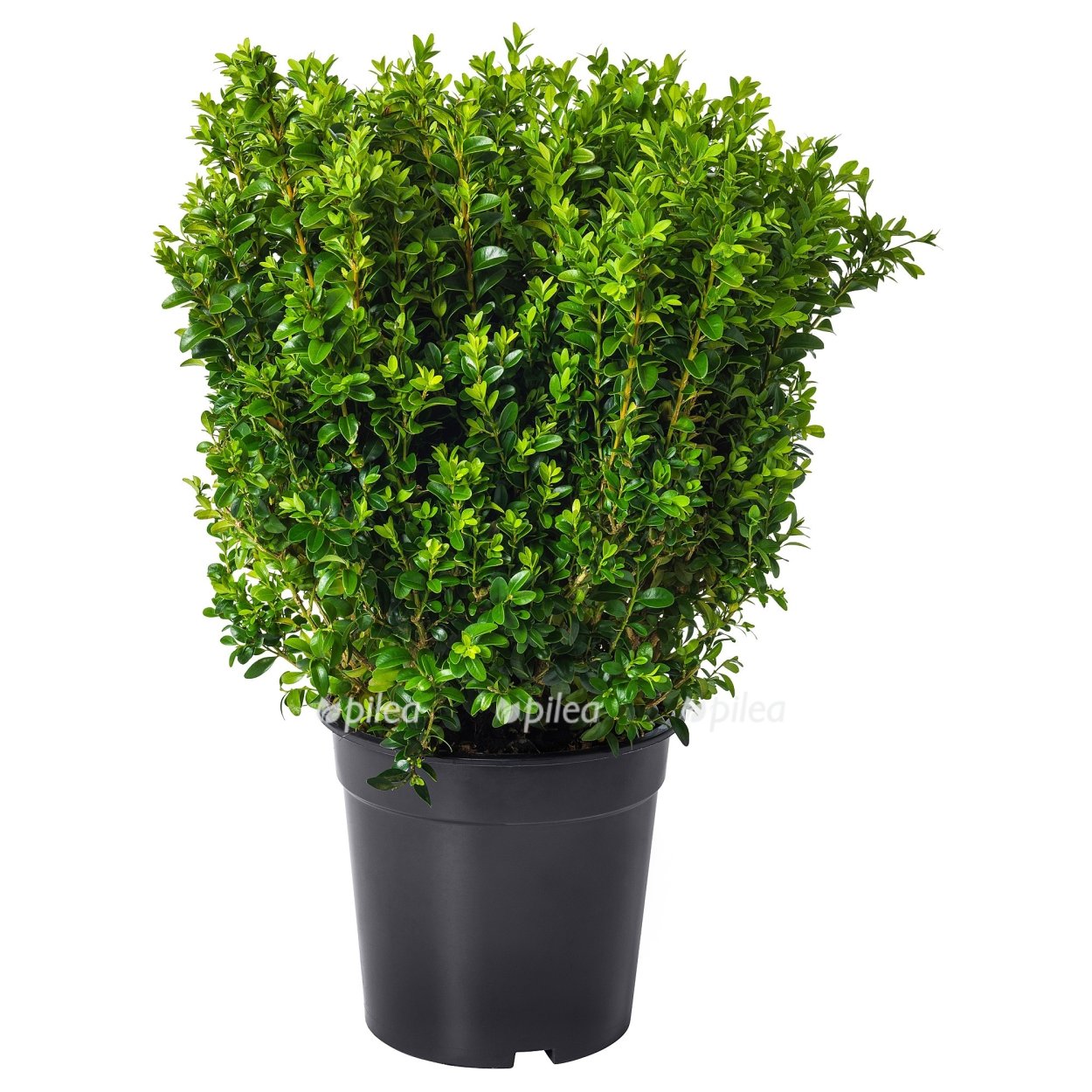 Самшит куст