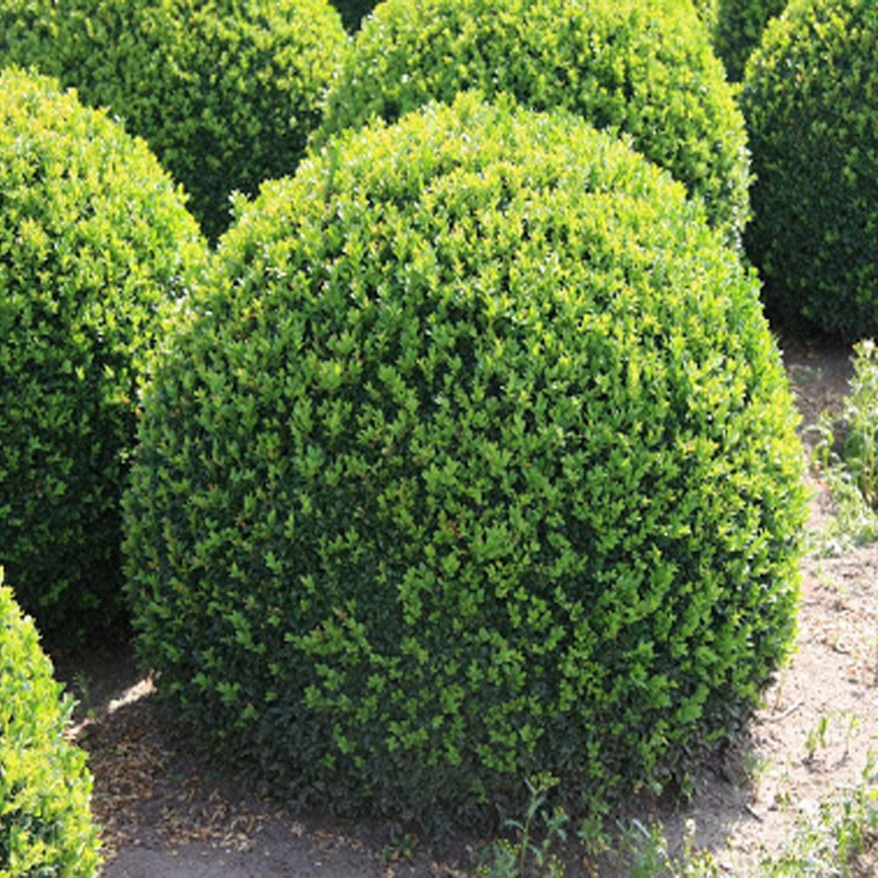 Самшит вечнозеленый шаровидный