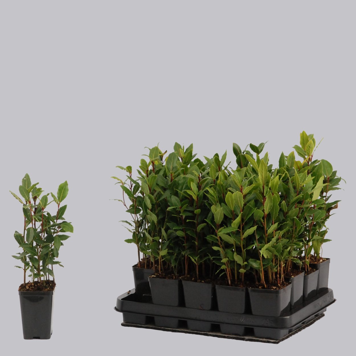 Лавр Нобилис d10 h25