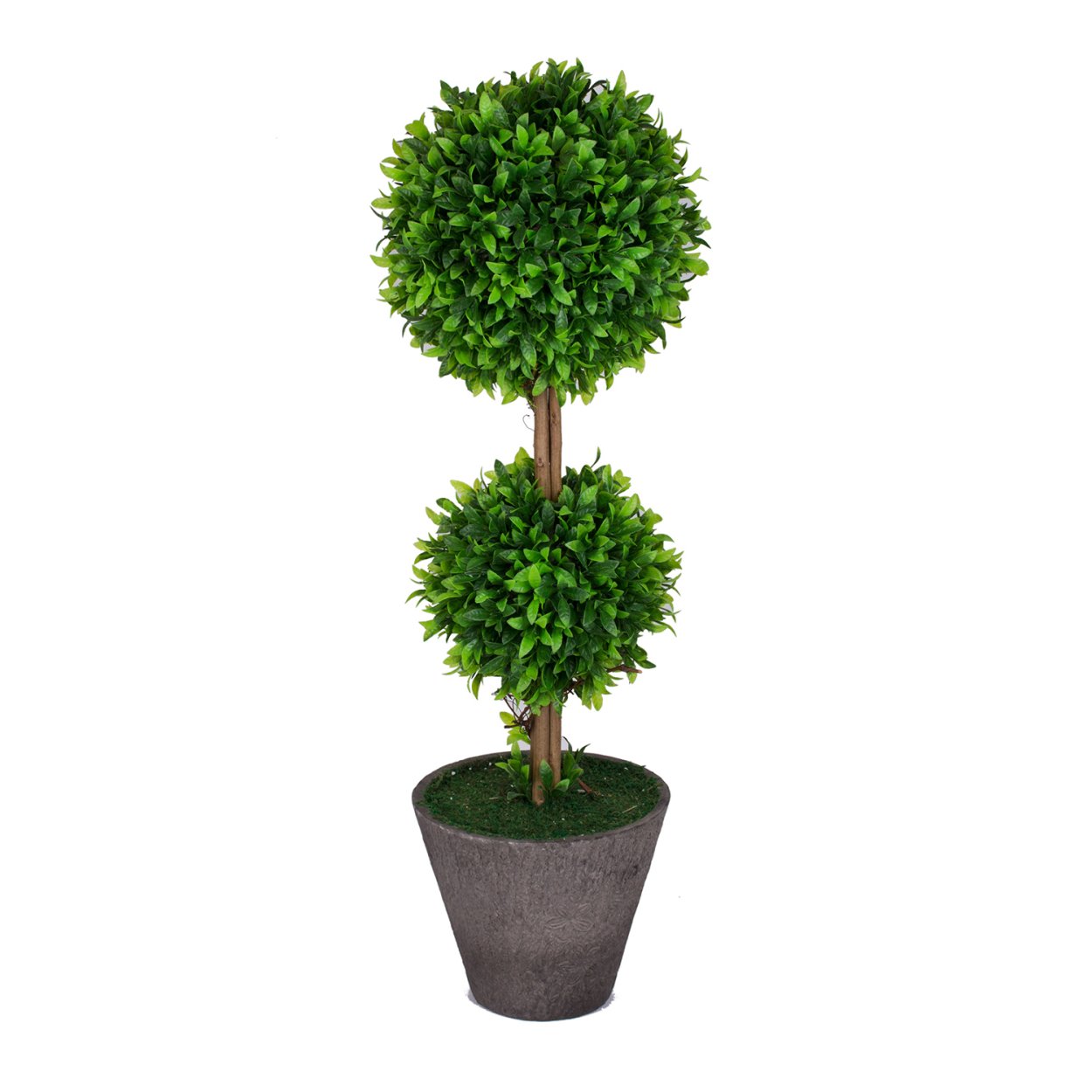 Самшит вечнозеленый Buxus sempervirens