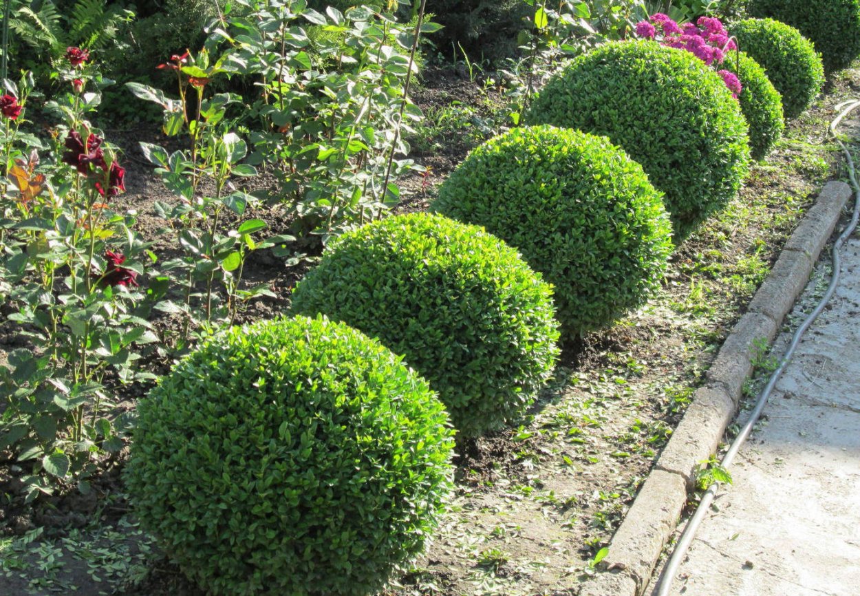 Хвойник Купрессус