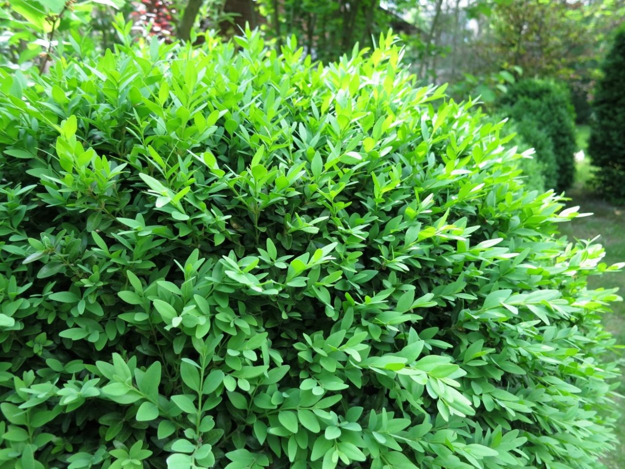 Бухус хвост феи