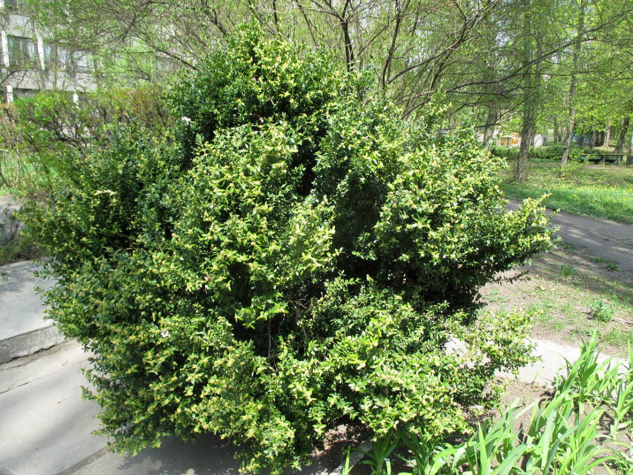 Самшит sempervirens elegans