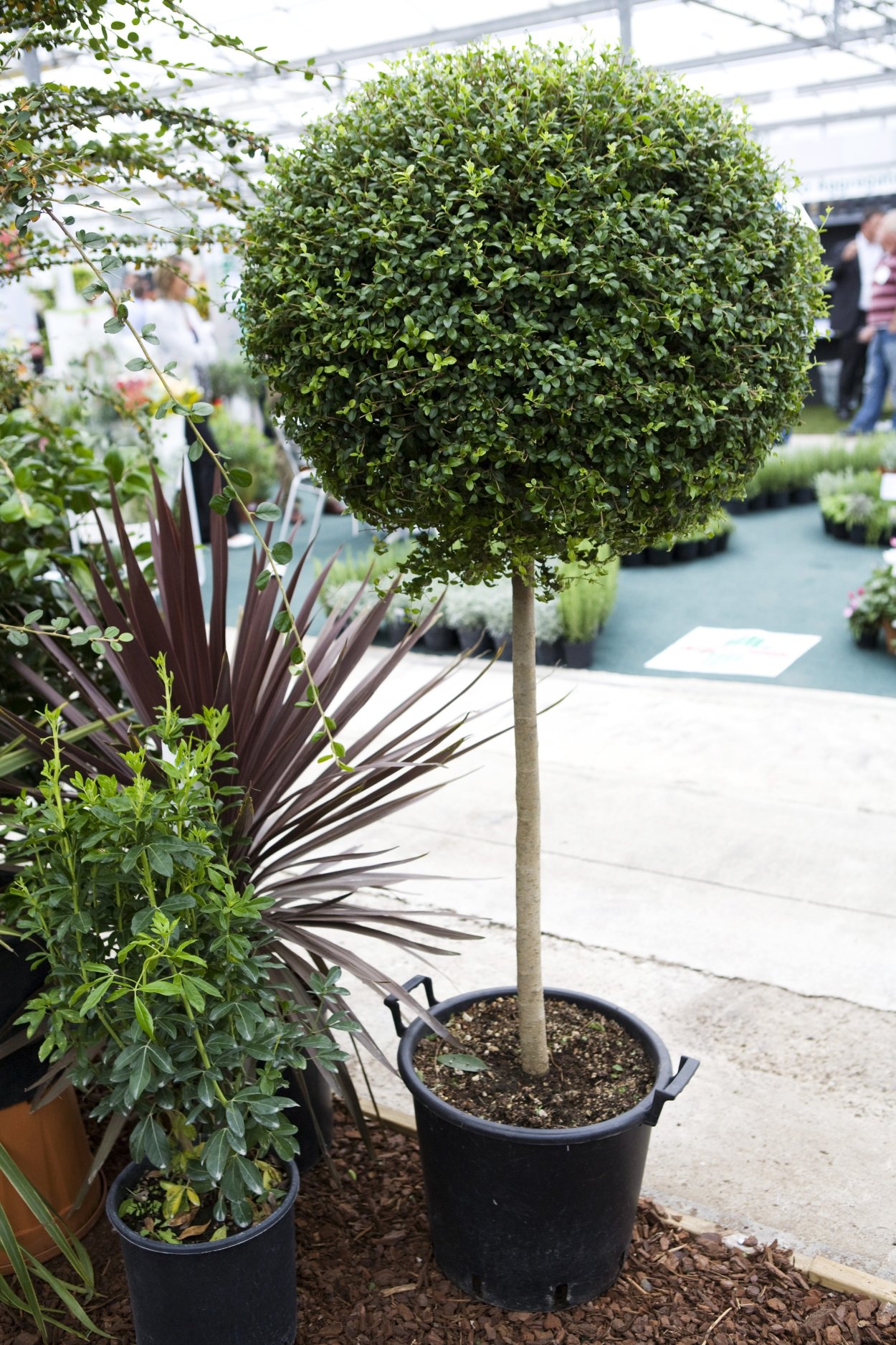 Кана Альберона и Бухус