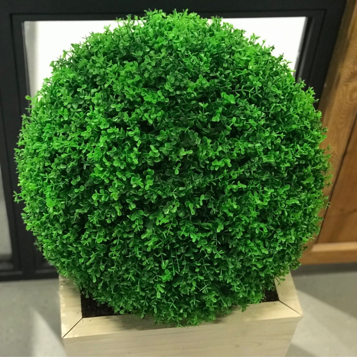 Самшит вечнозеленый шаровидный