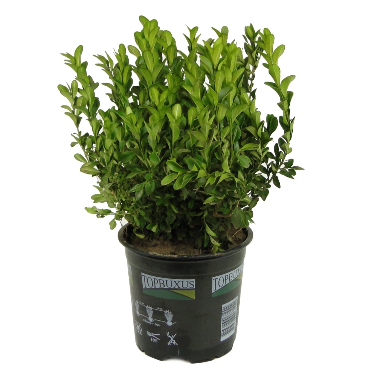 Буксус (самшит) куст