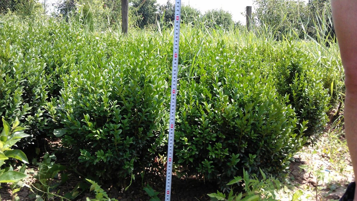 Радар-детектор Megaforcer z-11st