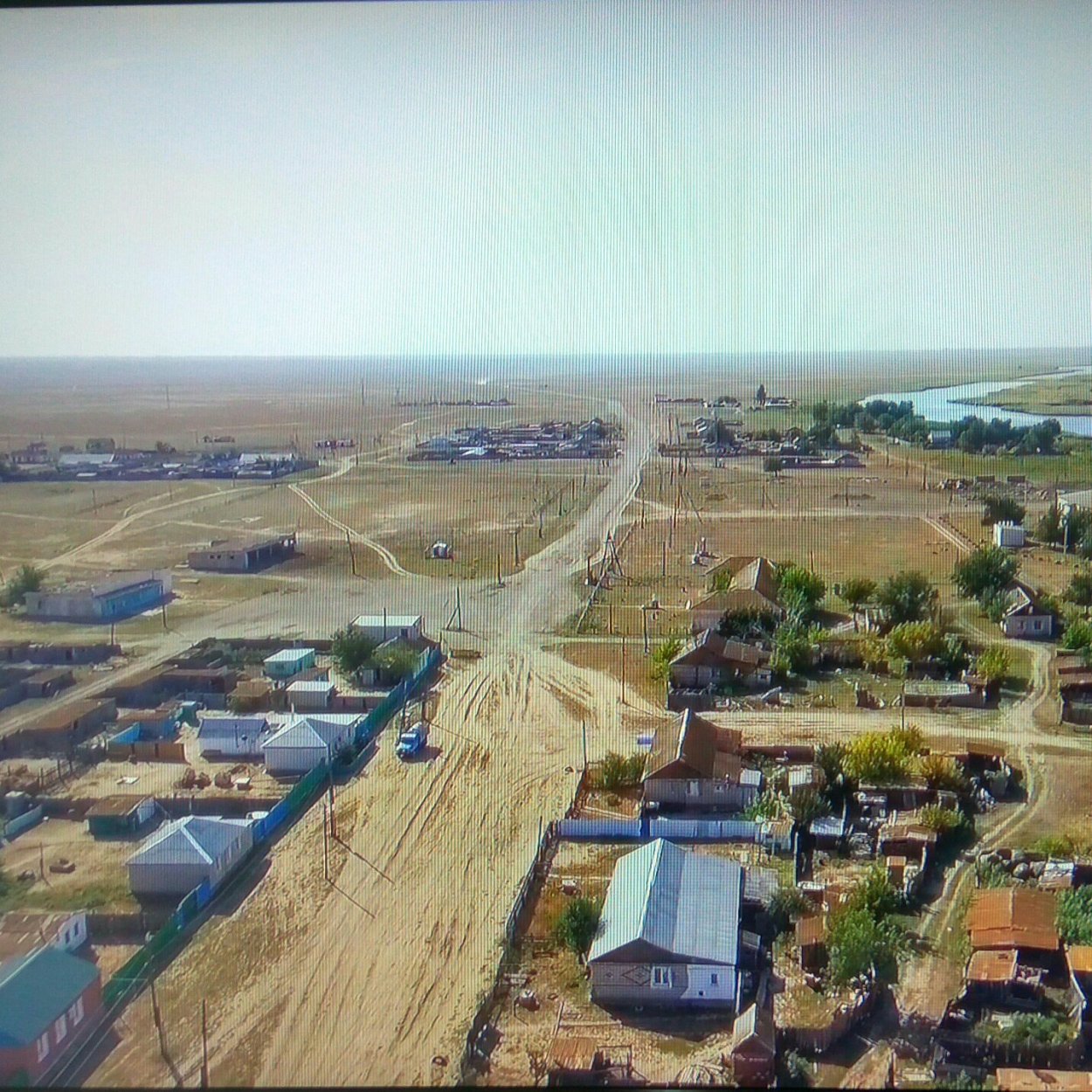 Самшит вечнозеленый ветка