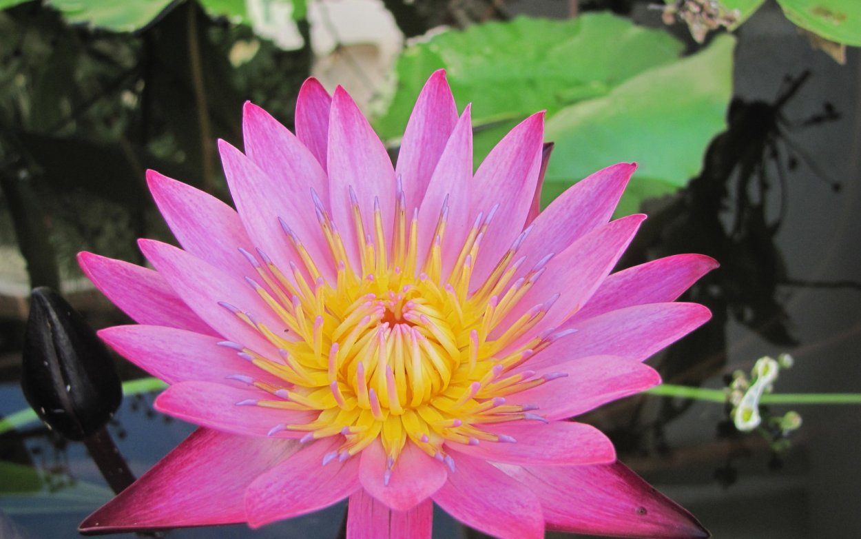 Цветы Тайланда