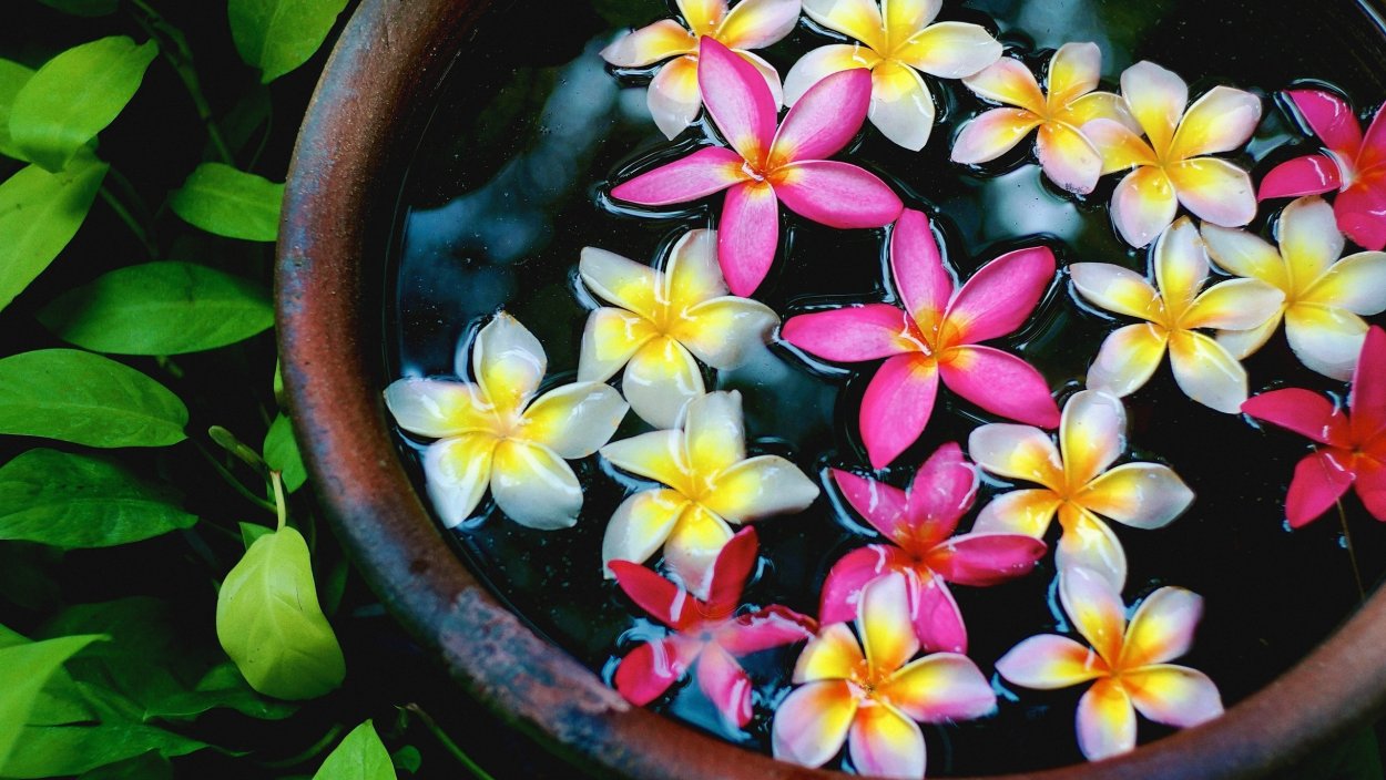 Плюмерия на воде