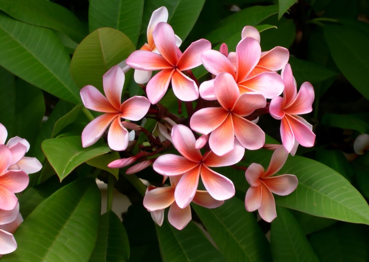 Плюмерия Франжипани