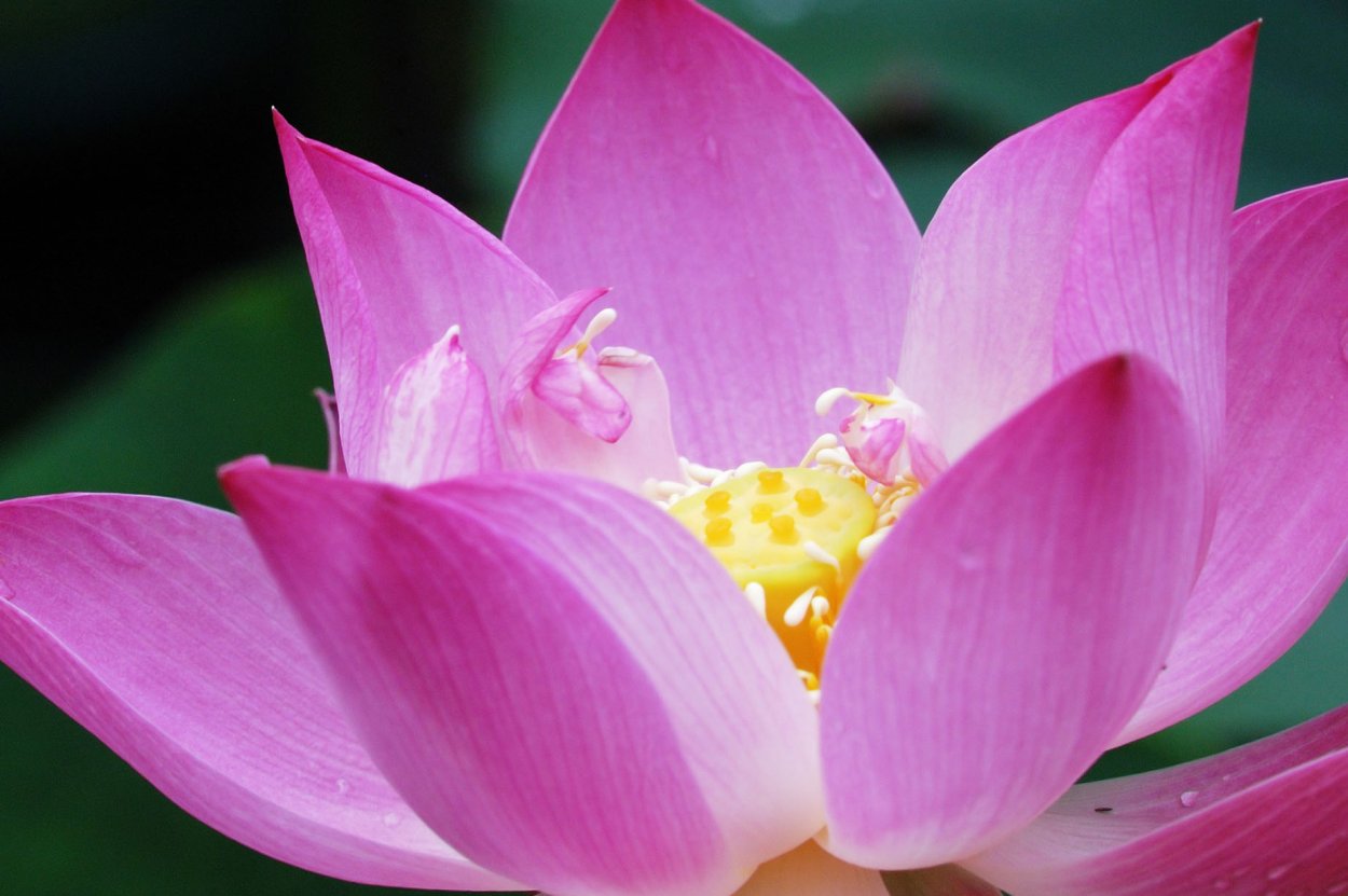 Тайланд цветы Лотос