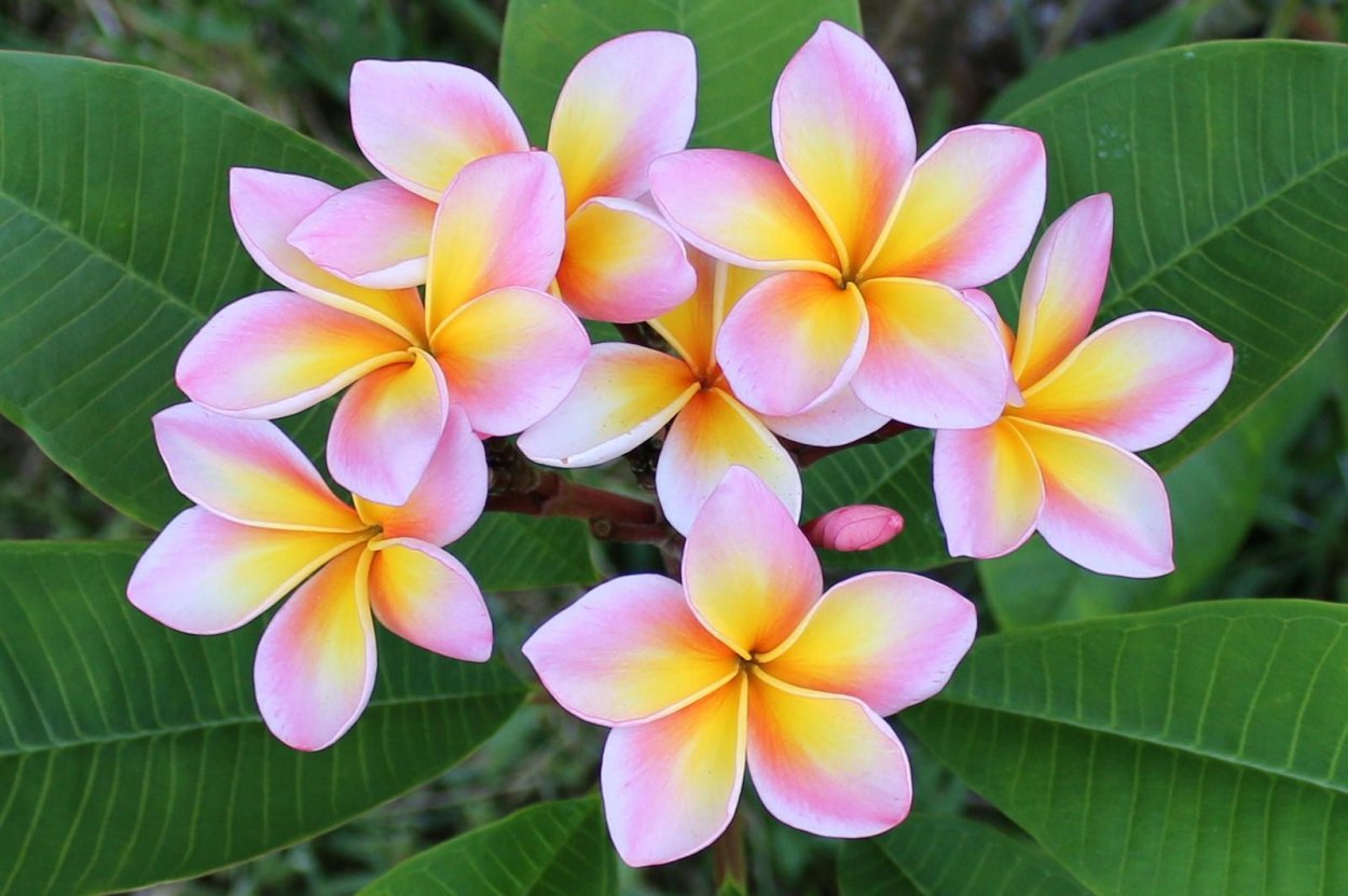 Цветы Плюмерия Франжипани