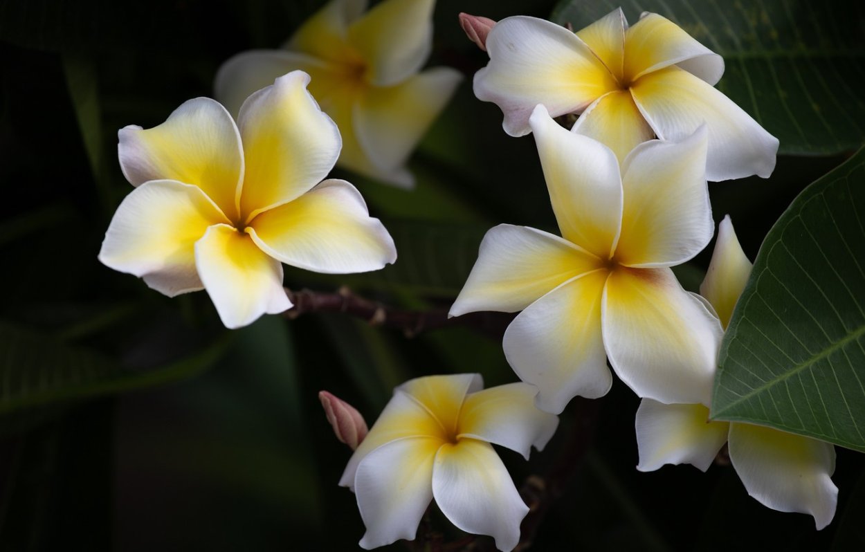Тайский цветок Франжипани